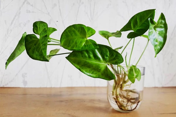 گیاه برگ خرگوشی